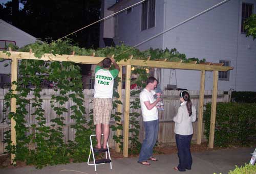 Our Cascade hops know nothing of the recession