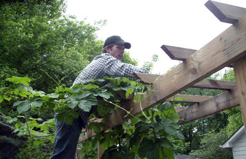 jeff-hops-ladder jeff-hops-ladder