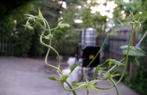 hop-buds hop-buds
